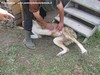 Un cane da pastore con una delle tente cicatrici frutto di scontri nella foresta con animali selvatici